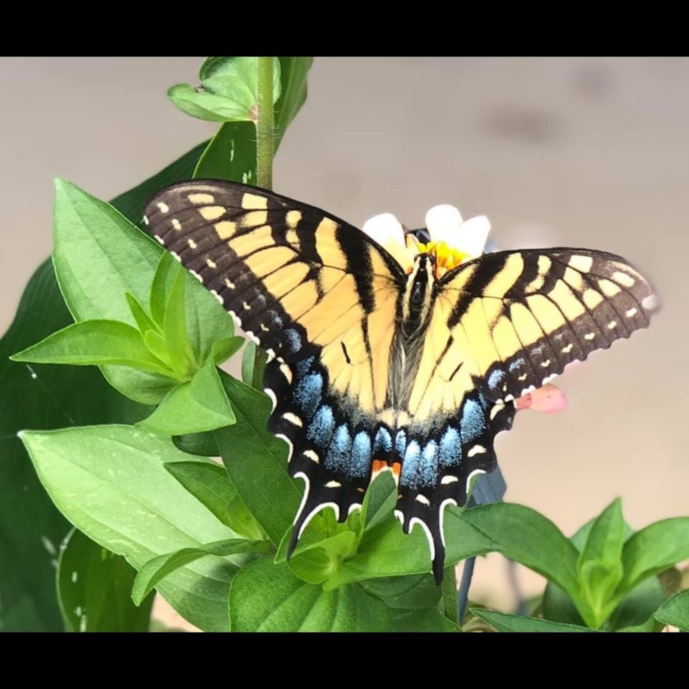 Meet your Posher, Cheryl